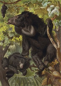 Sloth Bear by European School